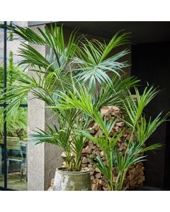 Green Artificial Palm Tree 220cm