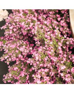 Lilac Artifical Fuchsia Spray 94cm